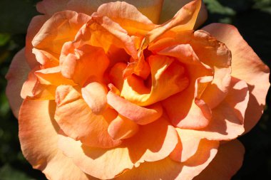 Yeşil arka planda turuncu gül çiçeği, yakın plan.