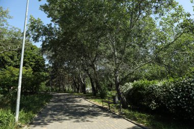 Ağaçlar, yürüyüş yolu ve yazın parkta bank