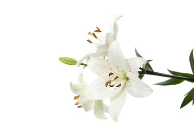 Beyaz arkaplanda izole edilmiş PNG ve zambak çiçeği.