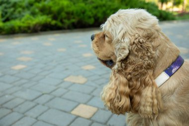 Amerikan cocker spaniel dog yürüyüşe çıktı..