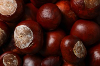 Kahverengi, taze kestane meyveleri yakın plan, üst manzara.