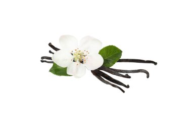 PNG, çiçekli vanilya kabuğu, beyaz arka planda izole edilmiş.