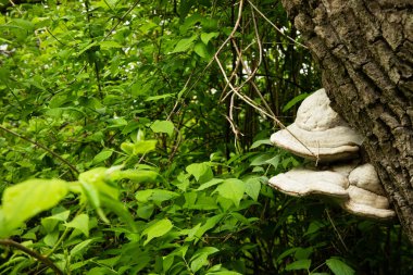 Ağaçları ve çalıları olan eski güzel bir park.