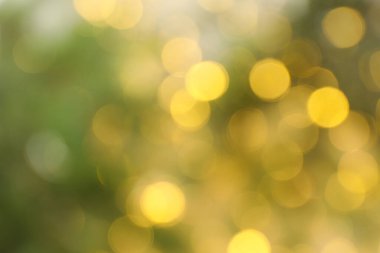 Bulanık Noel dalları ve beyaz arkaplanda sarı ışıklar