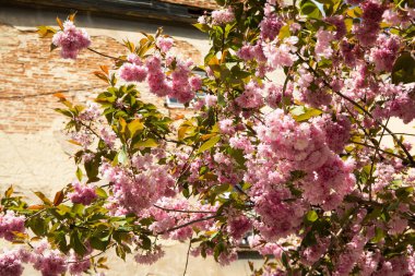Güneşli bir günde çiçek ağacı