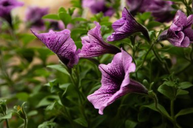 Dışarıda güzel saksılar açıyor, yakın çekim manzarası.