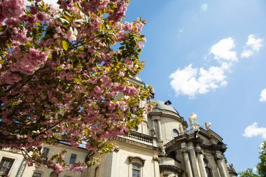 Güneşli bir günde çiçek ağacı