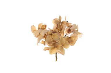 PNG, kurutulmuş sardunya çiçekleri, beyaz arka planda izole edilmiş.