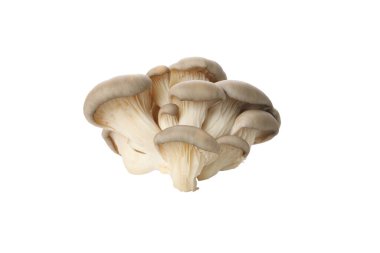 PNG, taze istiridye mantarları, beyaz arka planda izole edilmiş.