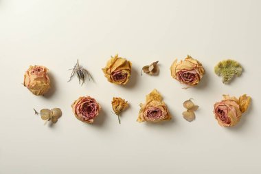 Beyaz arkaplanda kurumuş çiçek tomurcukları seti, üst görünüm