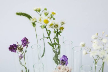 Test tüpleri ve çiçekler, bitkisel ilaçlar, bitkisel tıp araştırmaları.