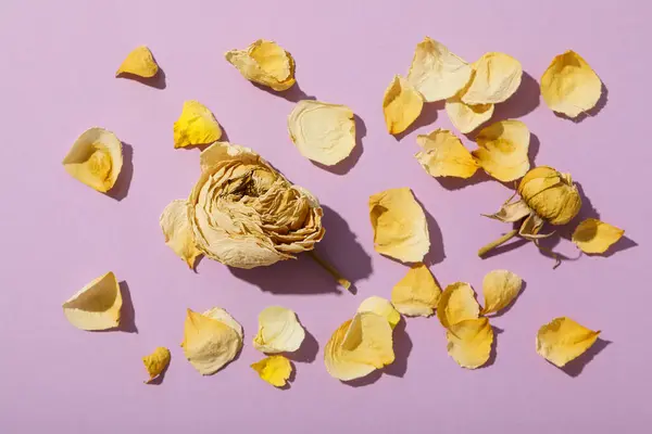 Dried roses and petals on purple background, top view