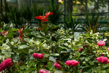 Seradaki bir temsilciden kapalı mekan bitkileri, yakın plan..