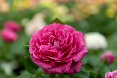 Seradaki bir temsilciden kapalı mekan bitkileri, yakın plan..