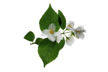 PNG, Jasmine şubesi elinde, beyaz arka planda izole edilmiş.