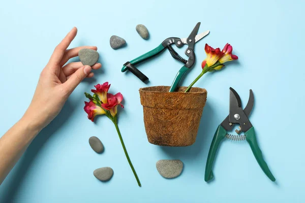 Garden supplies, flowers, stones and hand on blue background, top view
