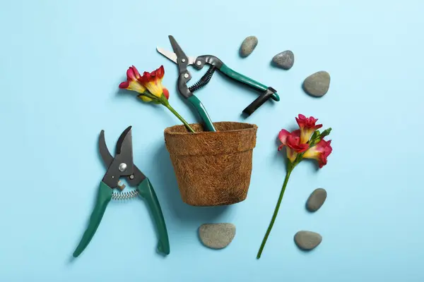 Garden supplies, flowers and stones on blue background, top view
