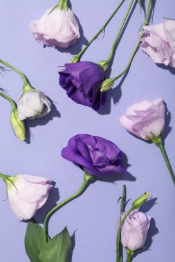 Mor arka planda güzel, taze çiçekler..