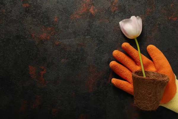 Tulip, flower pot and garden glove on dark gray background, space for text
