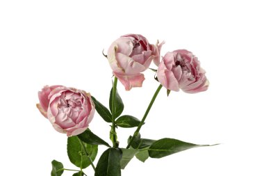 PNG, taze çiçek, beyaz arkaplanda izole..