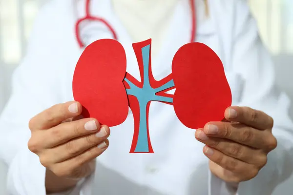 Kidneys in human hands, concept for national kidney day.