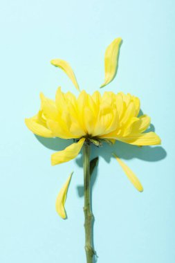 Güzel, mavi arka planda taze çiçekler.