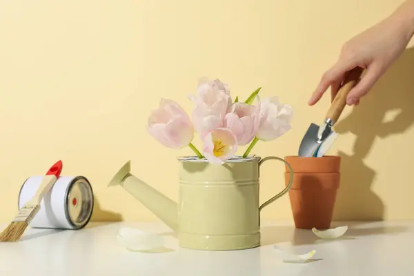 Garden supplies, hand, tulips and can of paint on light background
