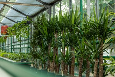 Seradaki temsilciden dekoratif palmiye ağacı.