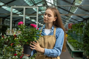 Genç bir kız, seradaki kapalı alandaki bitkilerle ilgileniyor..