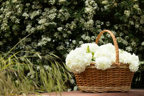 stock image Wicker basket with white flowers, outside.