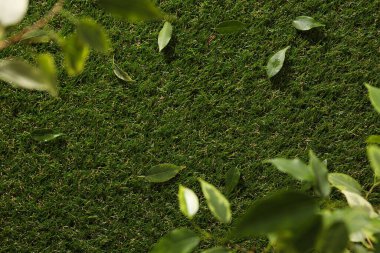 Yeşil, taze kesilmiş çimenler, yapraklı, manzaralı..