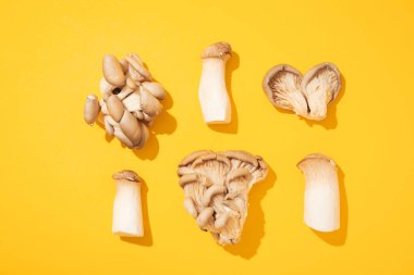 Mantar, sonbahar yemeği konsepti, sonbahar hasadı.