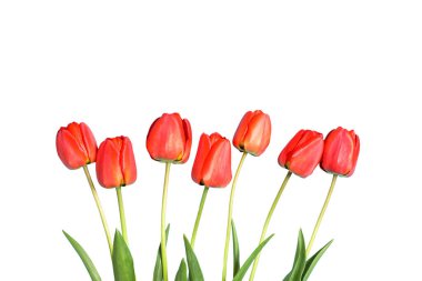 Kırmızı laleler, metin için boşluk, beyaz arkaplanda izole edilmiş, PNG
