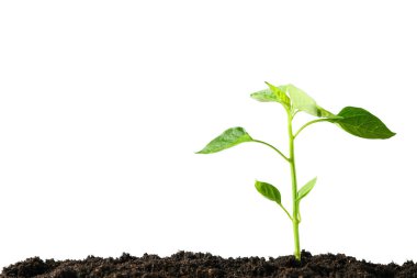 Dünya Günü, beyaz arkaplanda filizlenir, metin için boşluk