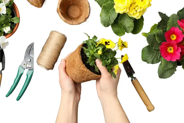 Bahçıvanlık, Eller beyaz ve PNG 'de izole edilmiş çeşitli bahçe aletleri ve malzemelerinin arasında küçük bir saksı bitkisini dikkatlice tutar.