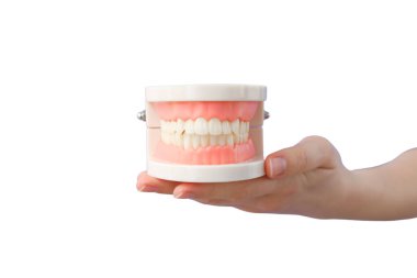 Dünya Doktorları Günü boyunca oral sağlığın önemini vurgulayan beyaz bir el, PNG 'de izole edilmiş bir diş modelini gösteriyor.