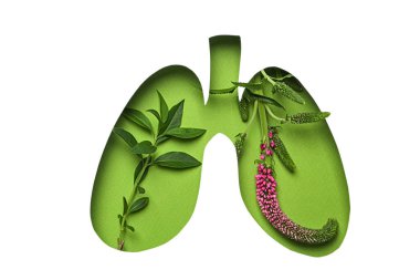 Akciğerler yeşil bitkilerle ustalıkla gösteriliyor, beyaz üzerinde izole edilmiş.