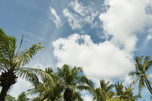 Palmiye ağaçları bulutlarla dolu canlı bir gökyüzünün altında dimdik duruyorlar.
