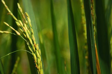 Sapları üzerinde gelişen yeşil pirinç tanelerinin yakın çekim görüntüsü