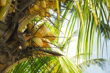 Hindistan cevizleri güneşli havada palmiye dallarından sarkır.