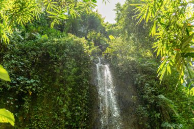Büyüleyici bir şelale yemyeşil kayalık arazide çağlıyor.