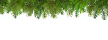 Fresh evergreen branches ready for holiday decorating, isolated, PNG