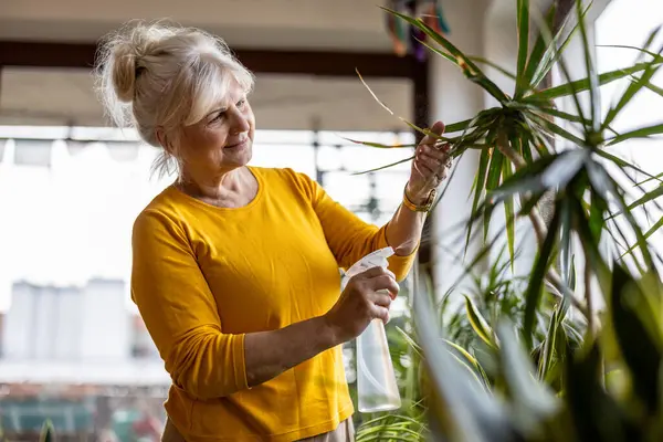 Oudere Vrouw Zorgt Voor Kamerplanten Thuis Stockfoto