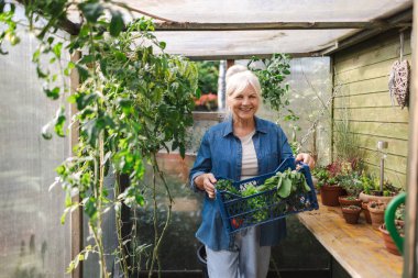Gülümseyen yaşlı kadın elinde serasından toplanmış taze sebzelerle dolu bir kutu tutuyor.