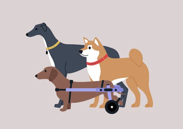 由三只狗组成的一群狗 其中一只是Shiba Inu 一只是Greyhound 一只是用轮椅支撑住的行动不便的腊肠狗 — 图库矢量图片