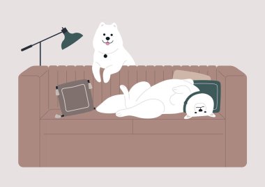 Bir çift sevimli Samoyed köpeği birlikte keyifle vakit geçiriyorlar. Biri şakacı kavgalara girişirken diğeri kanepede tembelce yayılıyor.