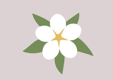 Zarif beyaz frangipani çiçeği yumuşak bir arka planda yemyeşil yapraklara karşı duruyor.