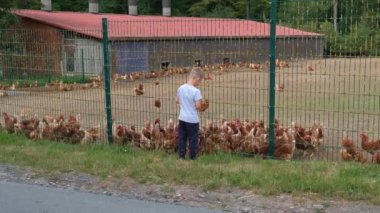 Küçük bir çocuk yeşil çitin arkasındaki bir çiftlikte bir sürü tavuğu besliyor..