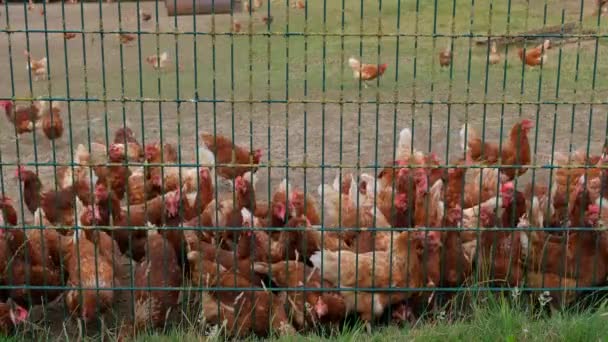 Brązowe Kurczaki Farmie Metalowym Zielonym Płotem — Wideo stockowe