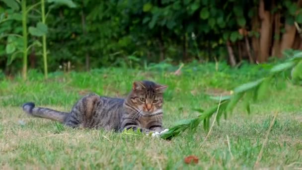 緑の背景に緑の小枝で縞模様の猫が遊ぶ — ストック動画